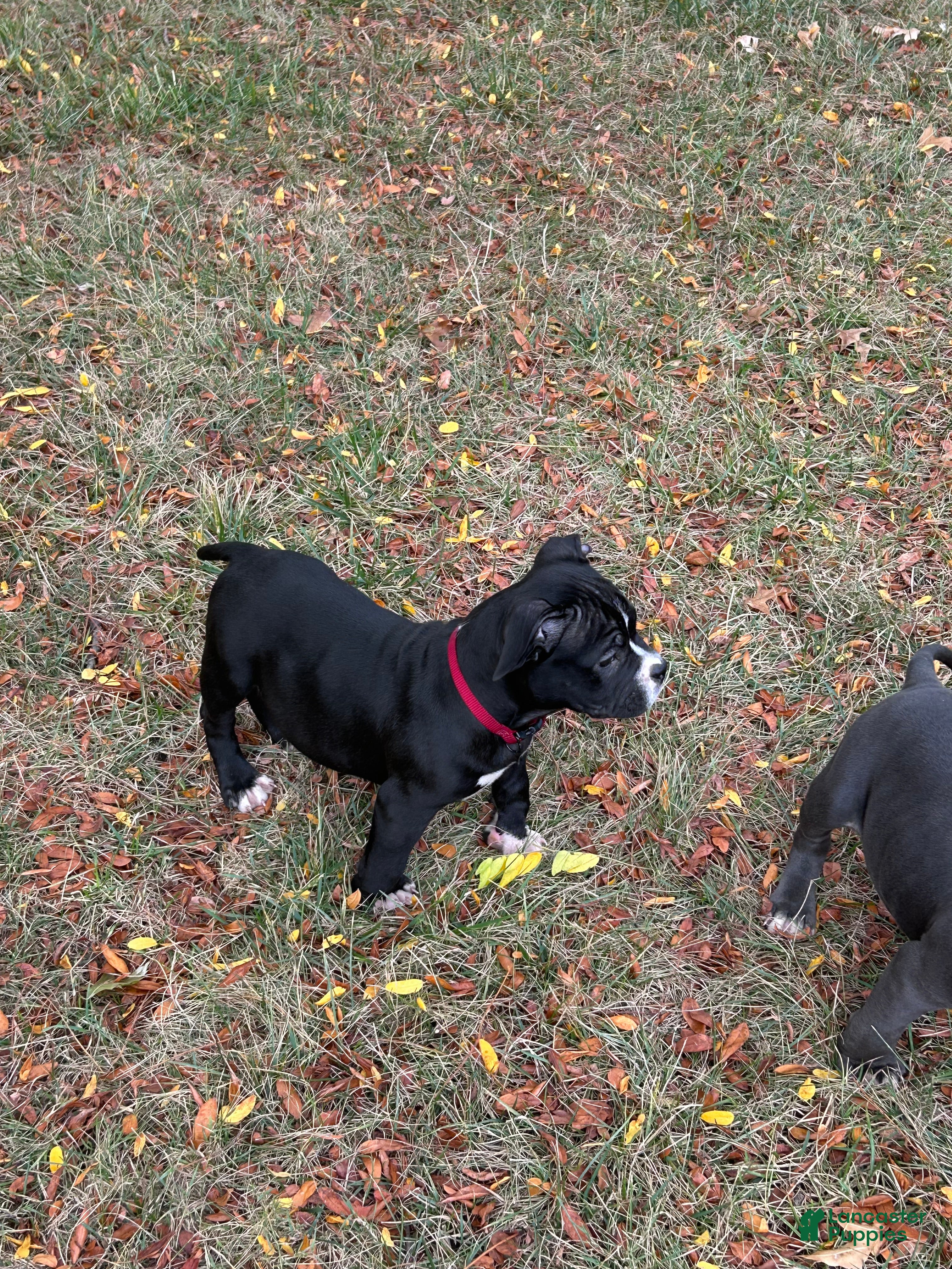 American Bully dogs Smoke  - Ad 8