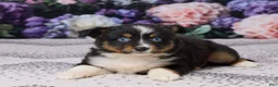 Miniature Australian Shepherd dogs for sale: Kelly - Ad 5