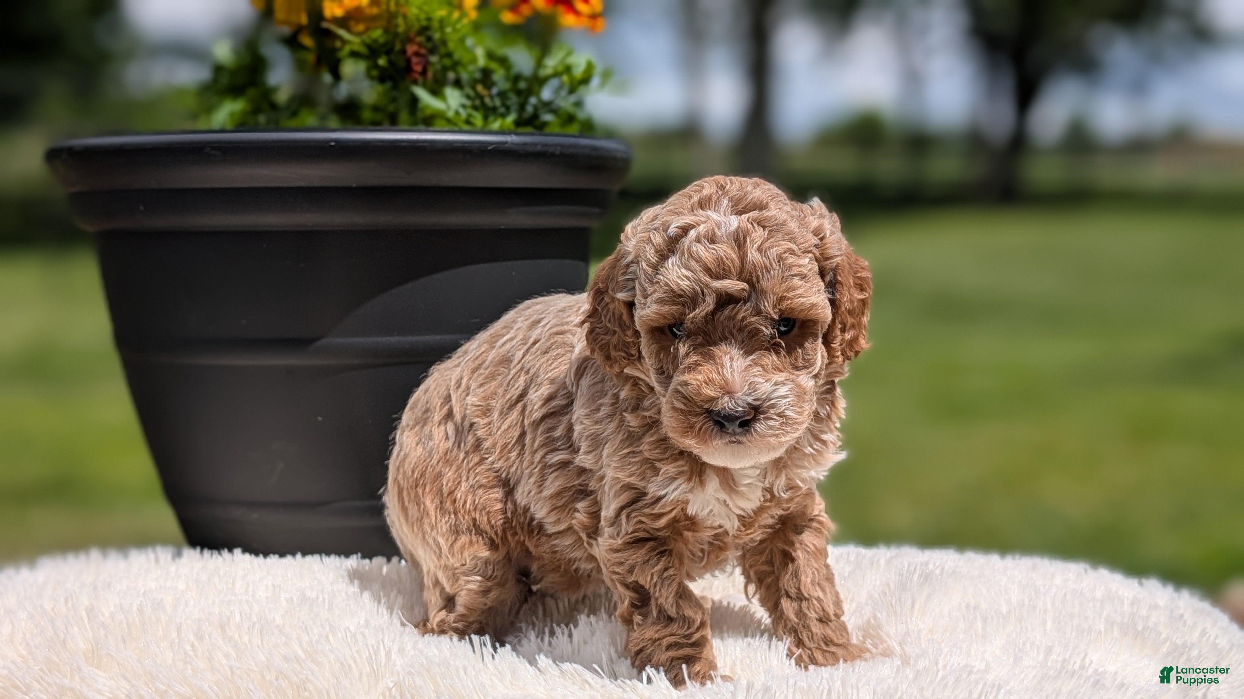 Miniature Poodle dogs Roxy - Ad 2