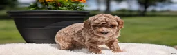 Miniature Poodle dogs for sale: Roxy - Ad 2