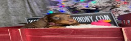 Miniature Dachshund dogs for sale: Ready Xmas eve - Ad 7