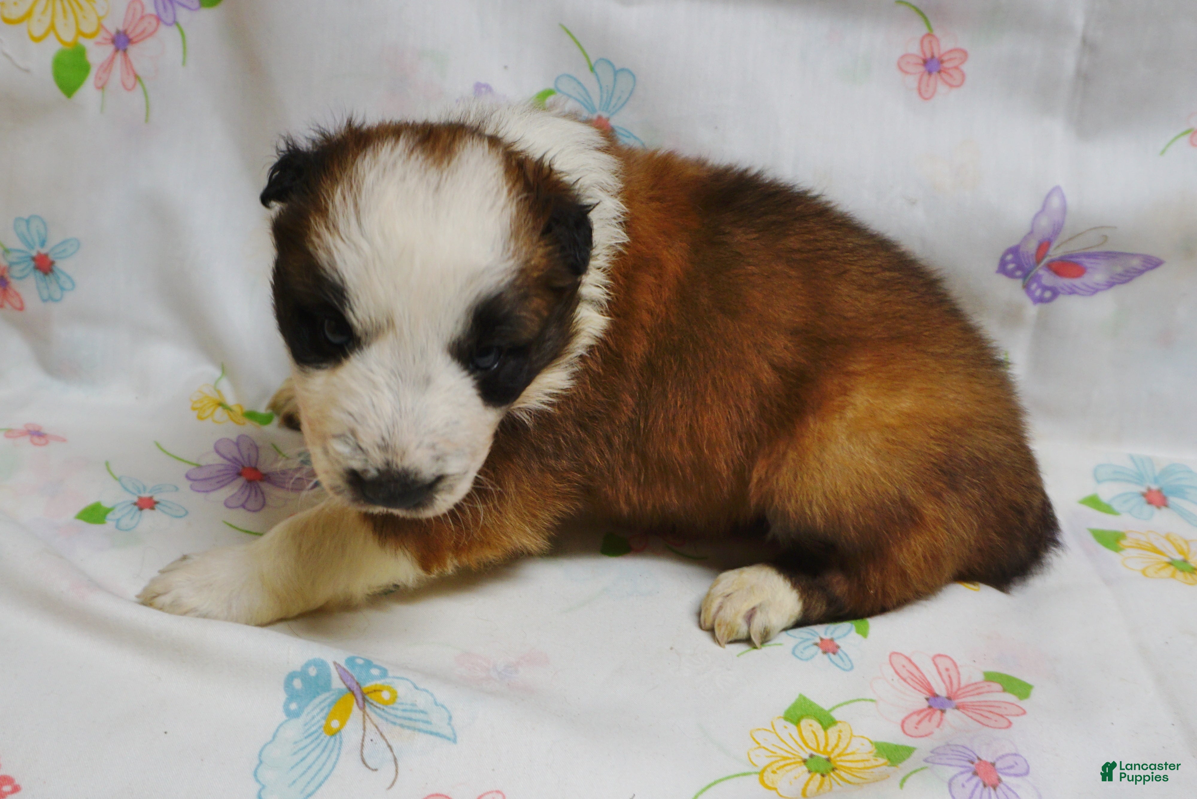 Border Collie dogs BRAD - Ad 39