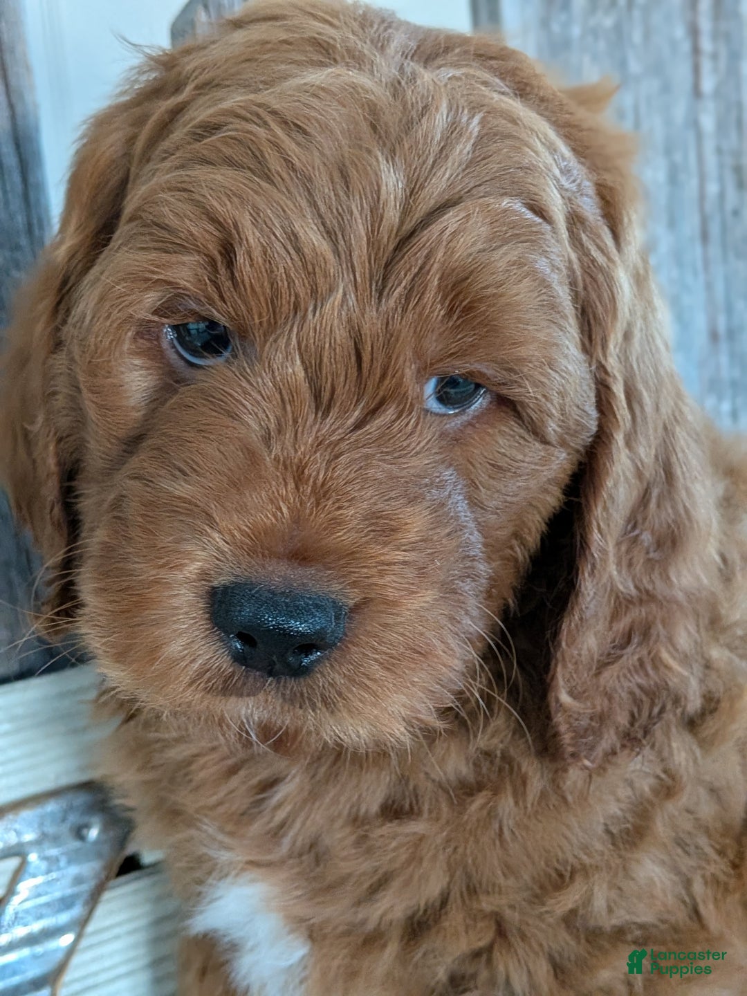 Goldendoodle dogs for sale: Rover  - Ad 5