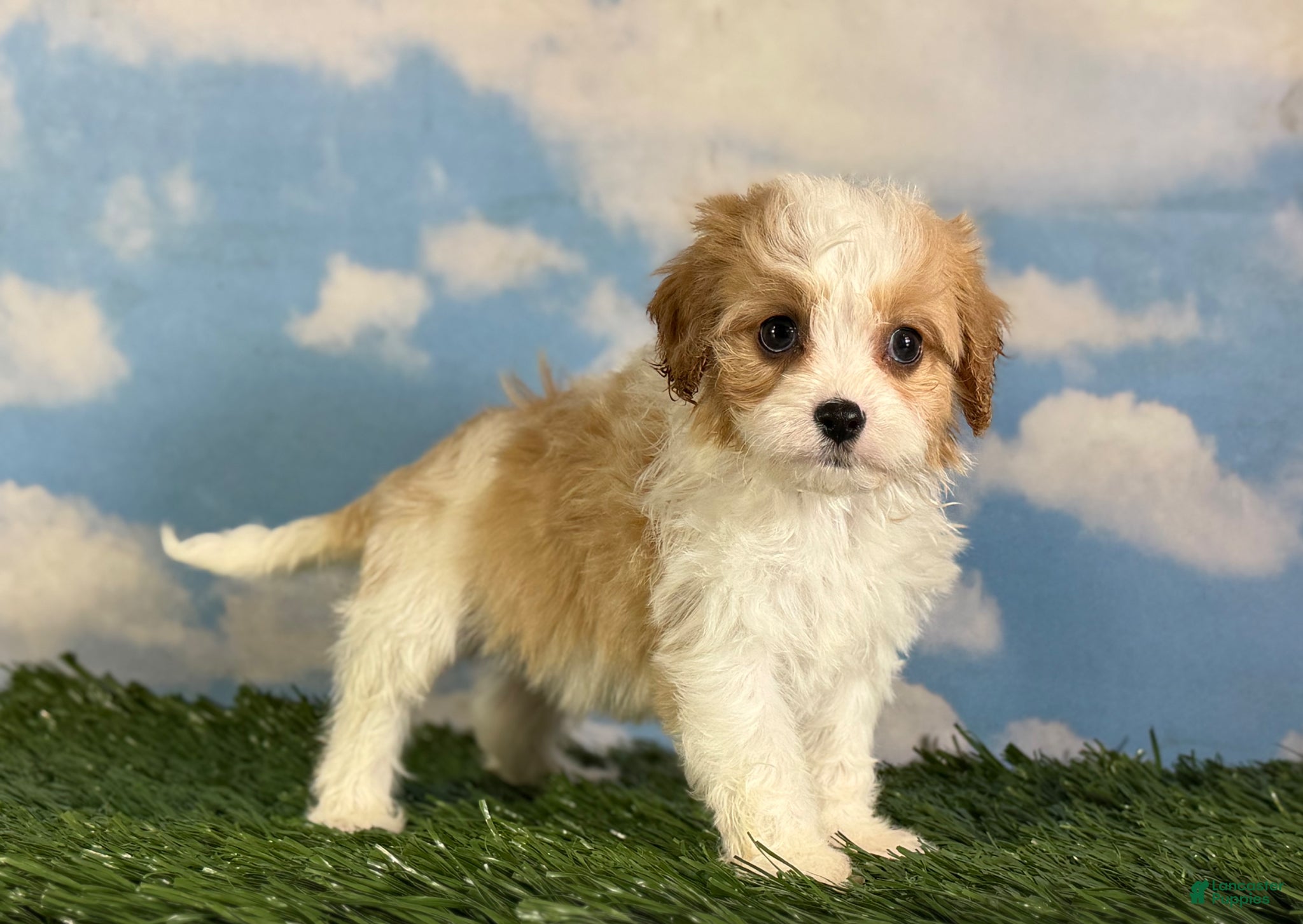 Cavapoo dogs Chili  - Ad 1
