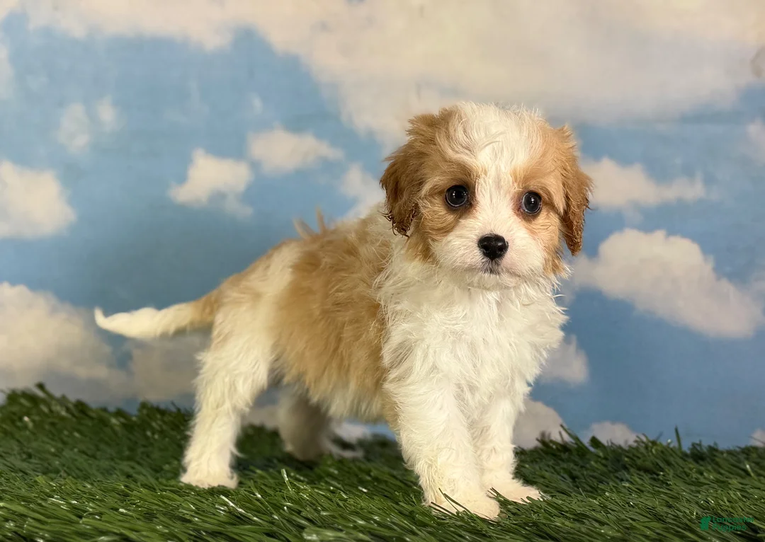 Cavapoo dogs for sale: Chili  - Ad 2
