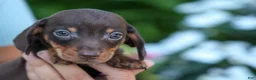 Miniature Dachshund dogs for sale: Zippy🐾 - Ad 18
