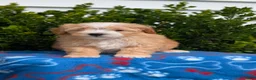 Mixed Breed dogs for sale: Damon  - Ad 3