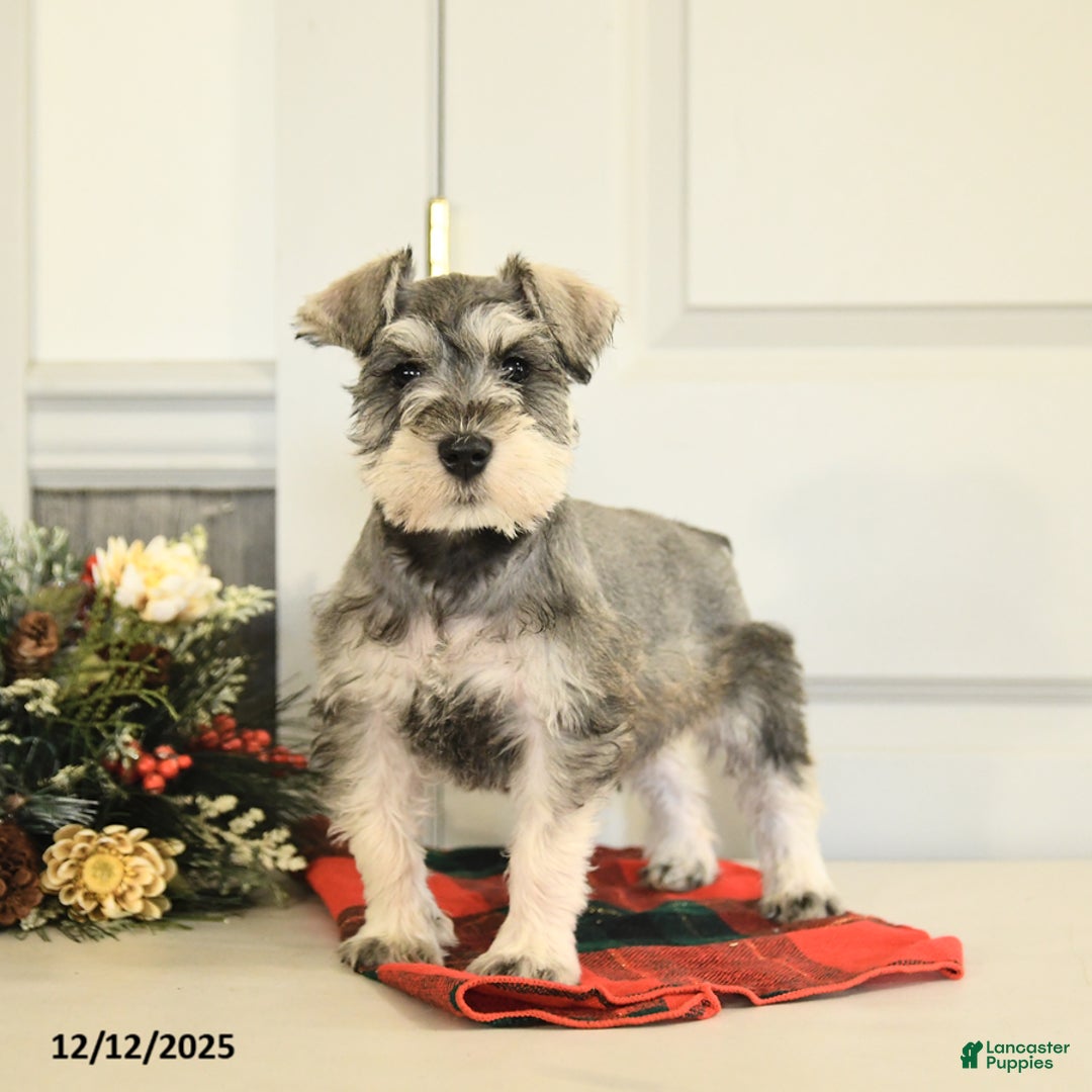 Miniature Schnauzer dogs for sale: Dasher - Ad 3