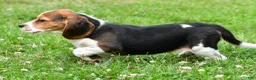 Beagle dogs for sale: Piper - Ad 3