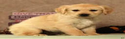 Golden Retriever dogs for sale: Spencer - Ad 9