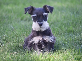 Miniature Schnauzer dogs - Ad 6