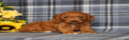 Cavapoo dogs for sale: BJ's Umber - Ad 1
