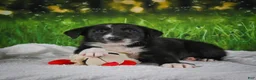 Border Collie dogs for sale: Tyson - Ad 7