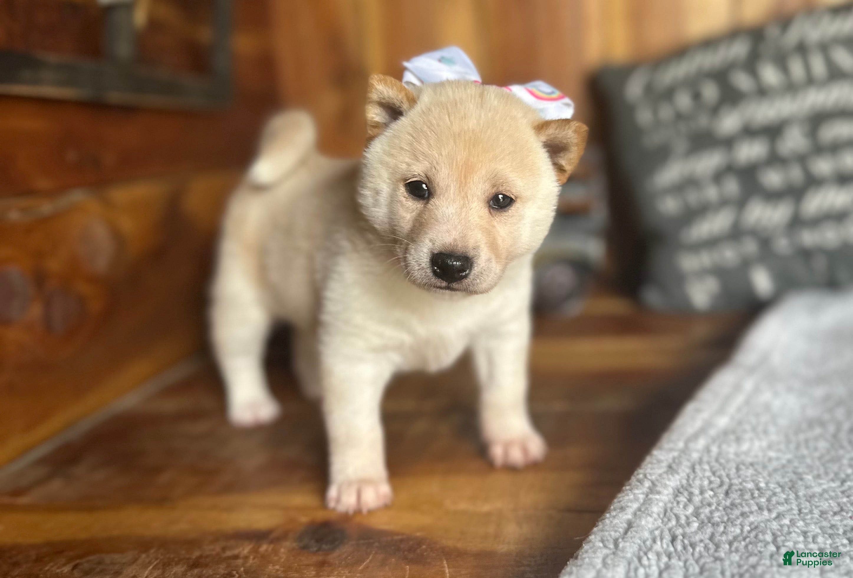 Shiba Inu dogs Shiba Inu Puppy 2 - Ad 1