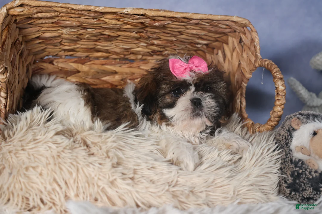 Shih Tzu dogs for sale: JENA - Ad 8