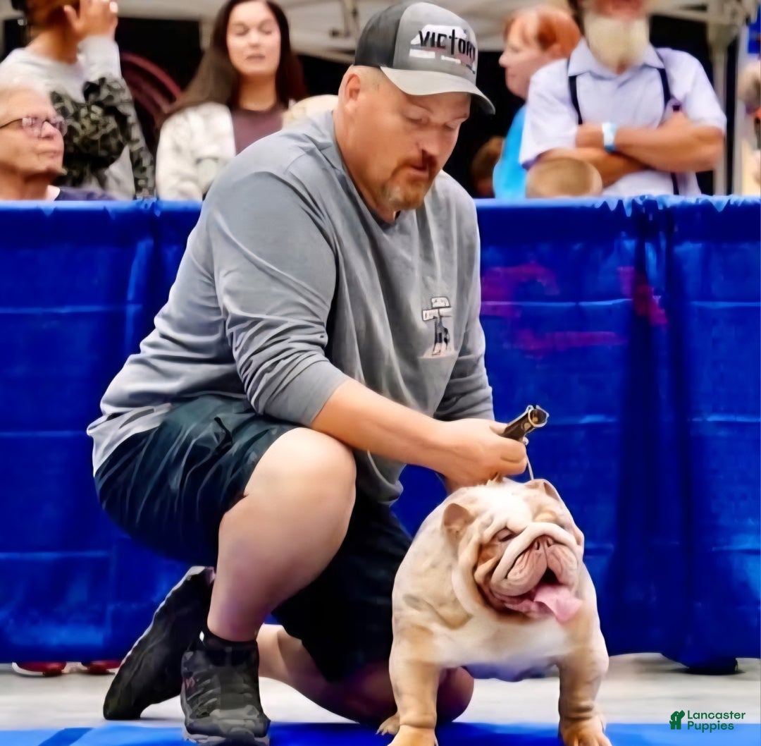 English Bulldog dogs for stud: English Bulldog 1 puppies - Ad 7