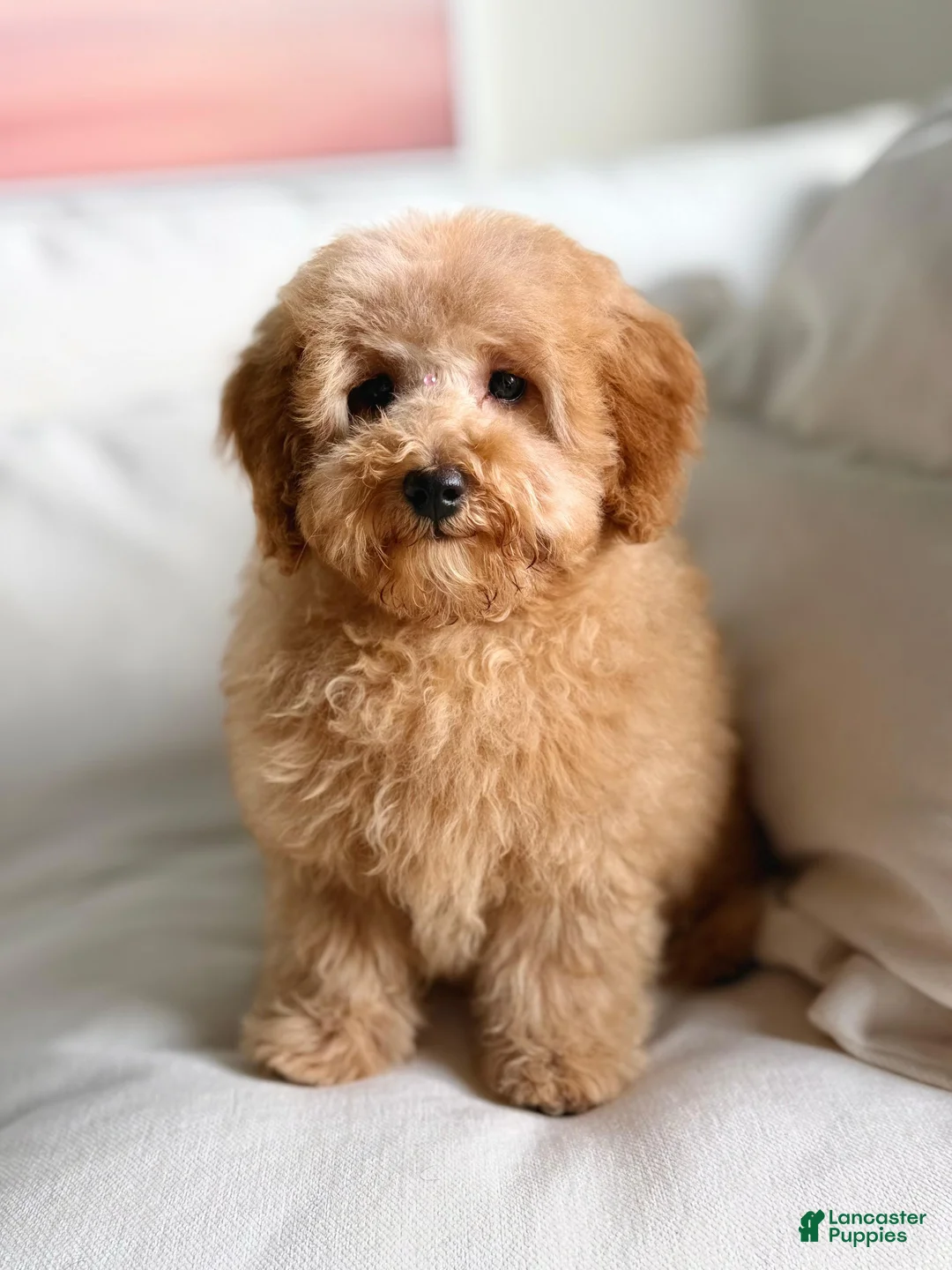 Maltipoo dogs for sale: Ayla - Ad 2