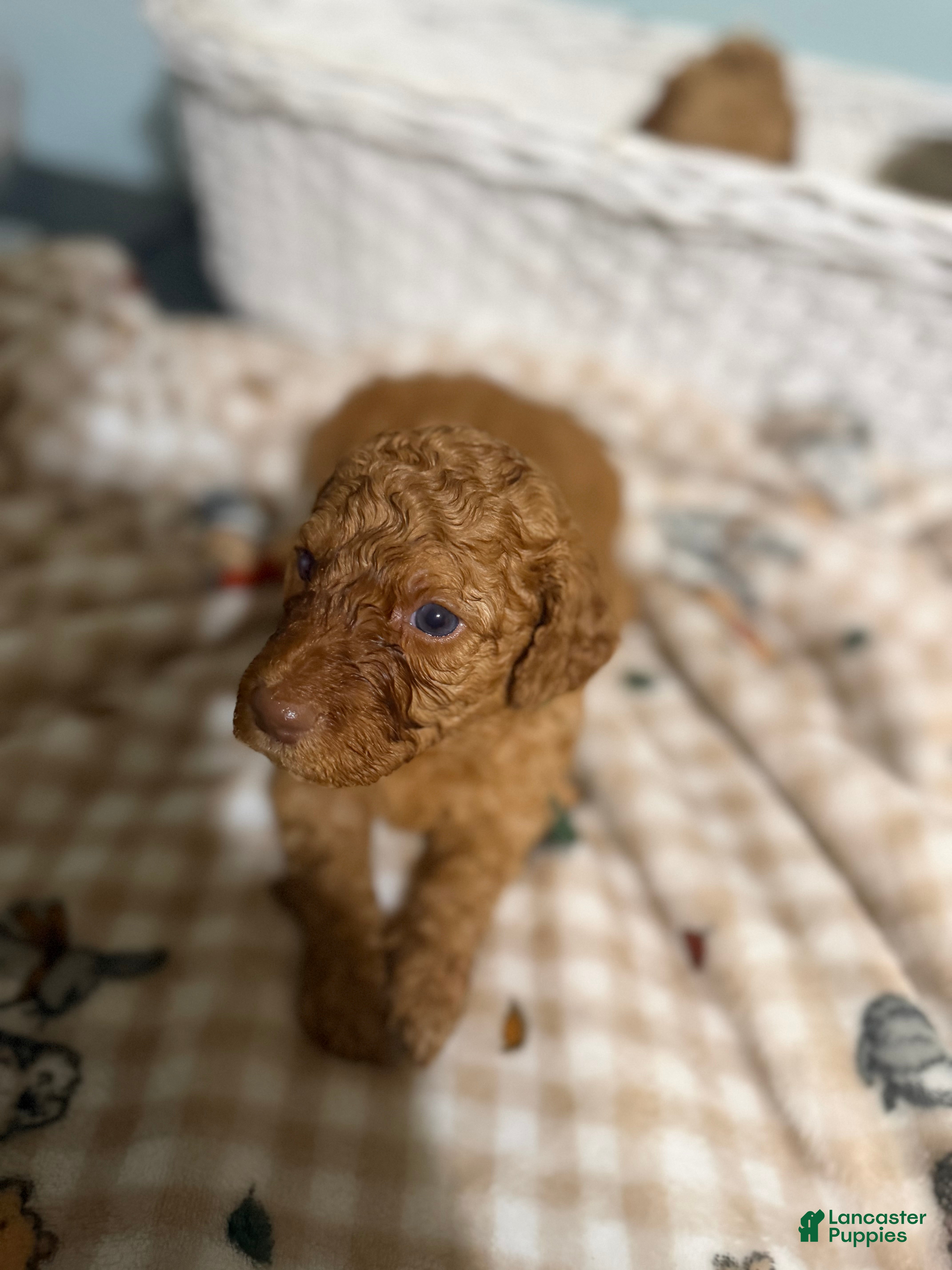 Goldendoodle dogs Goldendoodle 4 - Ad 31