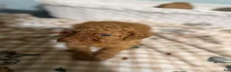 Goldendoodle dogs for sale: Goldendoodle 4 - Ad 1