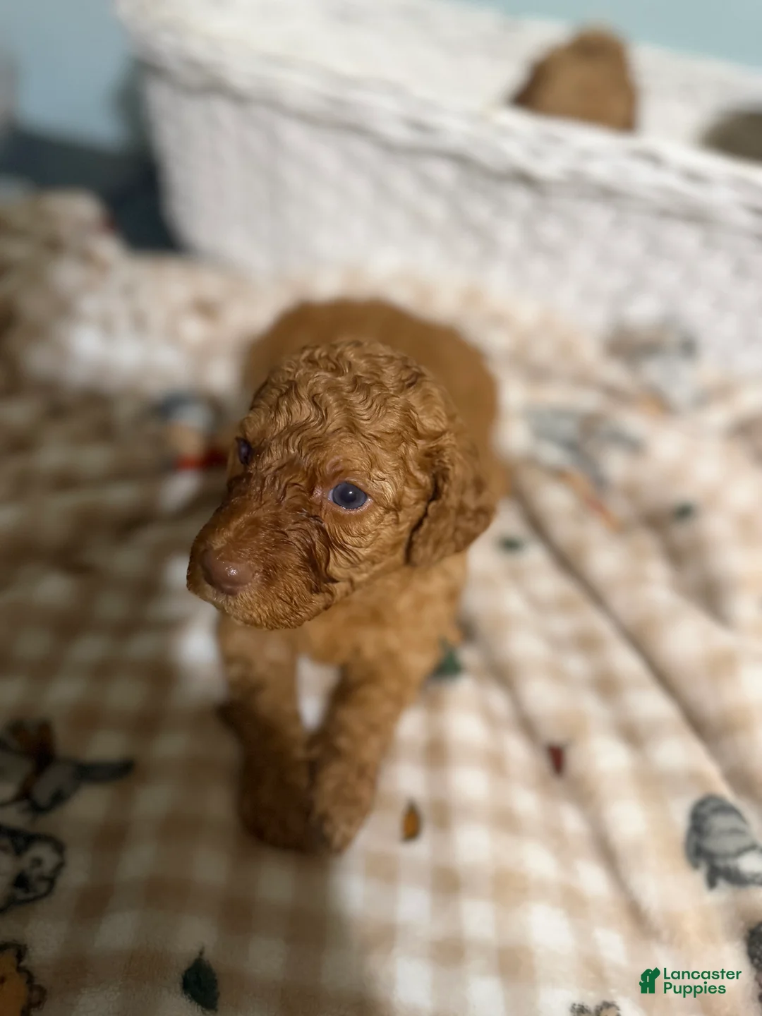 Goldendoodle dogs for sale: Goldendoodle 4 - Ad 1