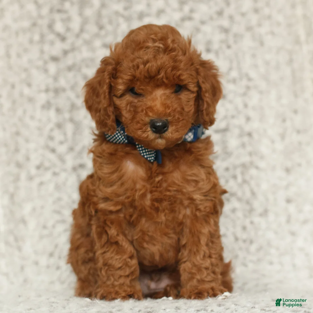 Toy Poodle dogs for sale: Teddy  - Ad 3