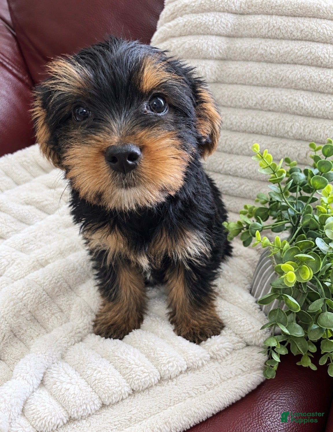 Yorkshire Terrier dogs Haus - Ad 7