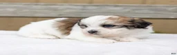 Teddy Bear dogs for sale: Pine - Ad 4