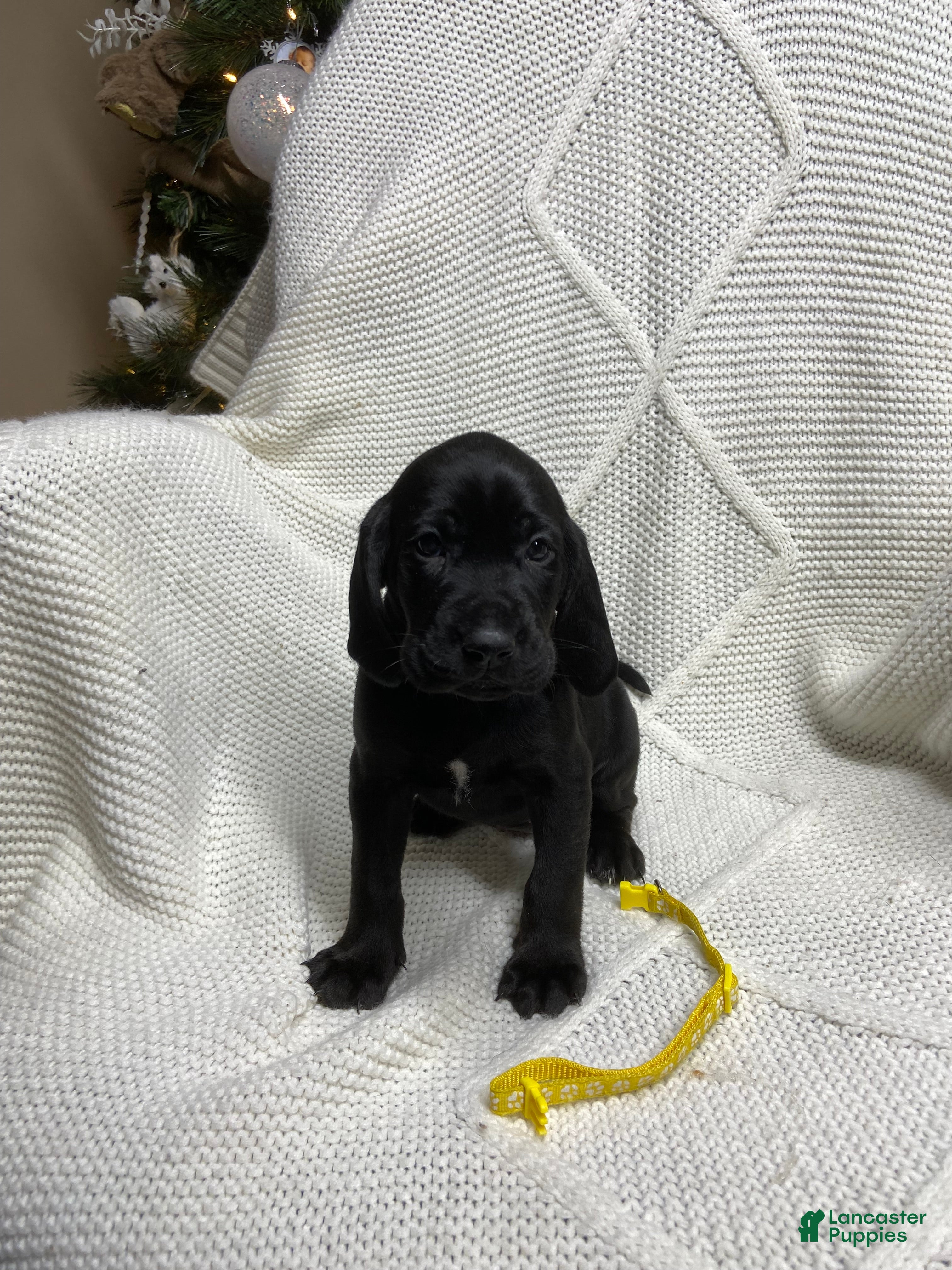 Mixed Breed dogs Mixed Breed Puppy 6 - Ad 42