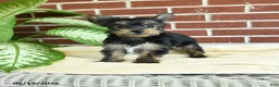 Yorkshire Terrier dogs for sale: Nutella - Ad 5