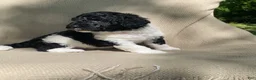 Mixed Breed dogs for sale: Scone - Ad 12