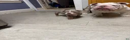 English Bulldog dogs for sale: English Bulldog 2 - Ad 4
