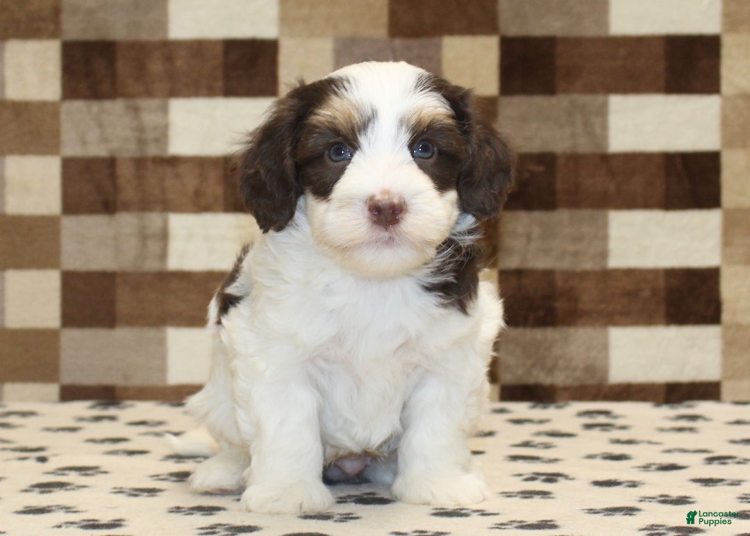 Mini Bernedoodle dogs for sale: Alex - Ad 3