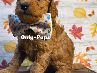 Mini Goldendoodle dogs - Ad 37
