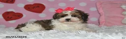 Lhasapoo dogs for sale: Blossom - Ad 8