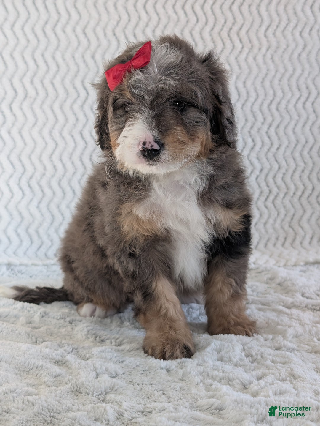 Mini Bernedoodle dogs for sale: Mini Banks  - Ad 3