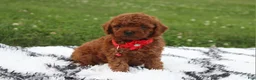 Toy Poodle dogs for sale: Toy PoodleKoda 1 - Ad 6