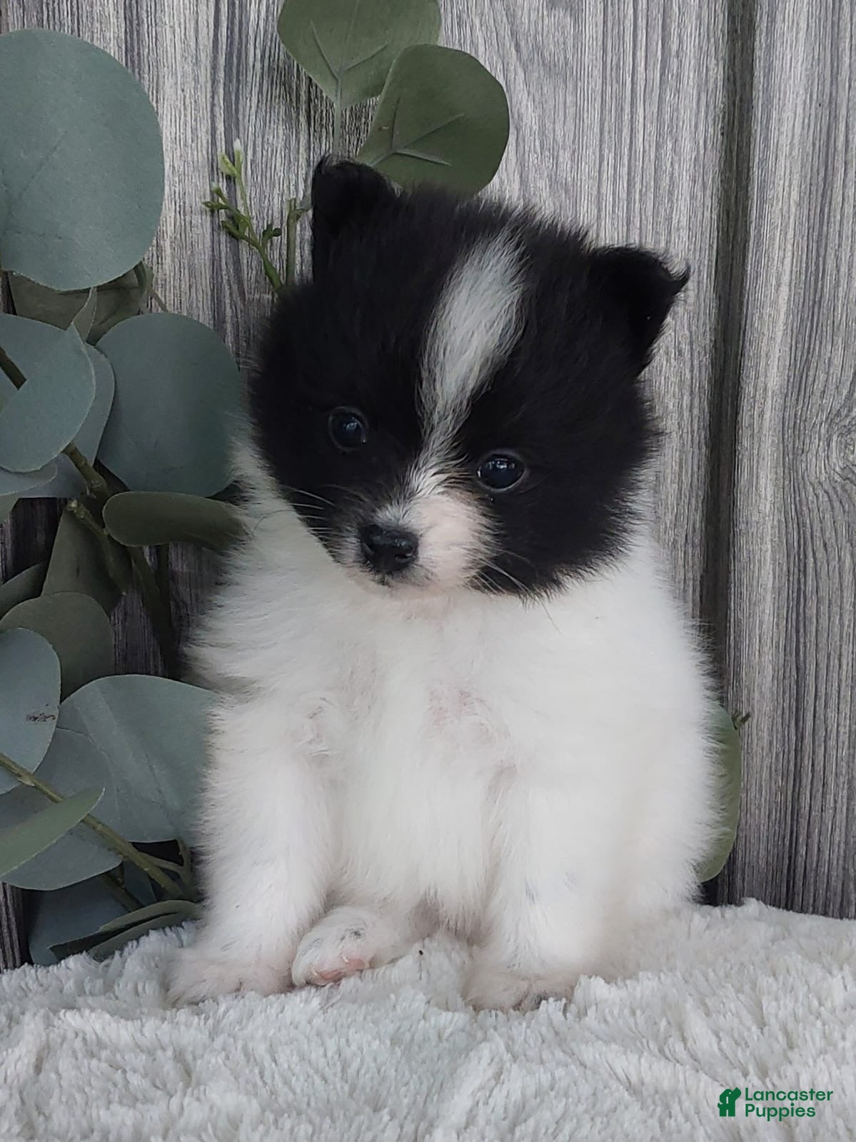 Pomeranian dogs Lucy - Ad 18