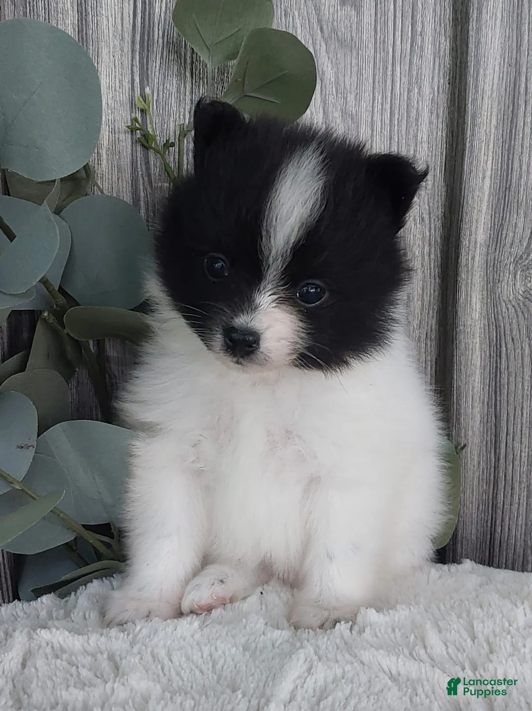 Pomeranian dogs for sale: Lucy - Ad 1