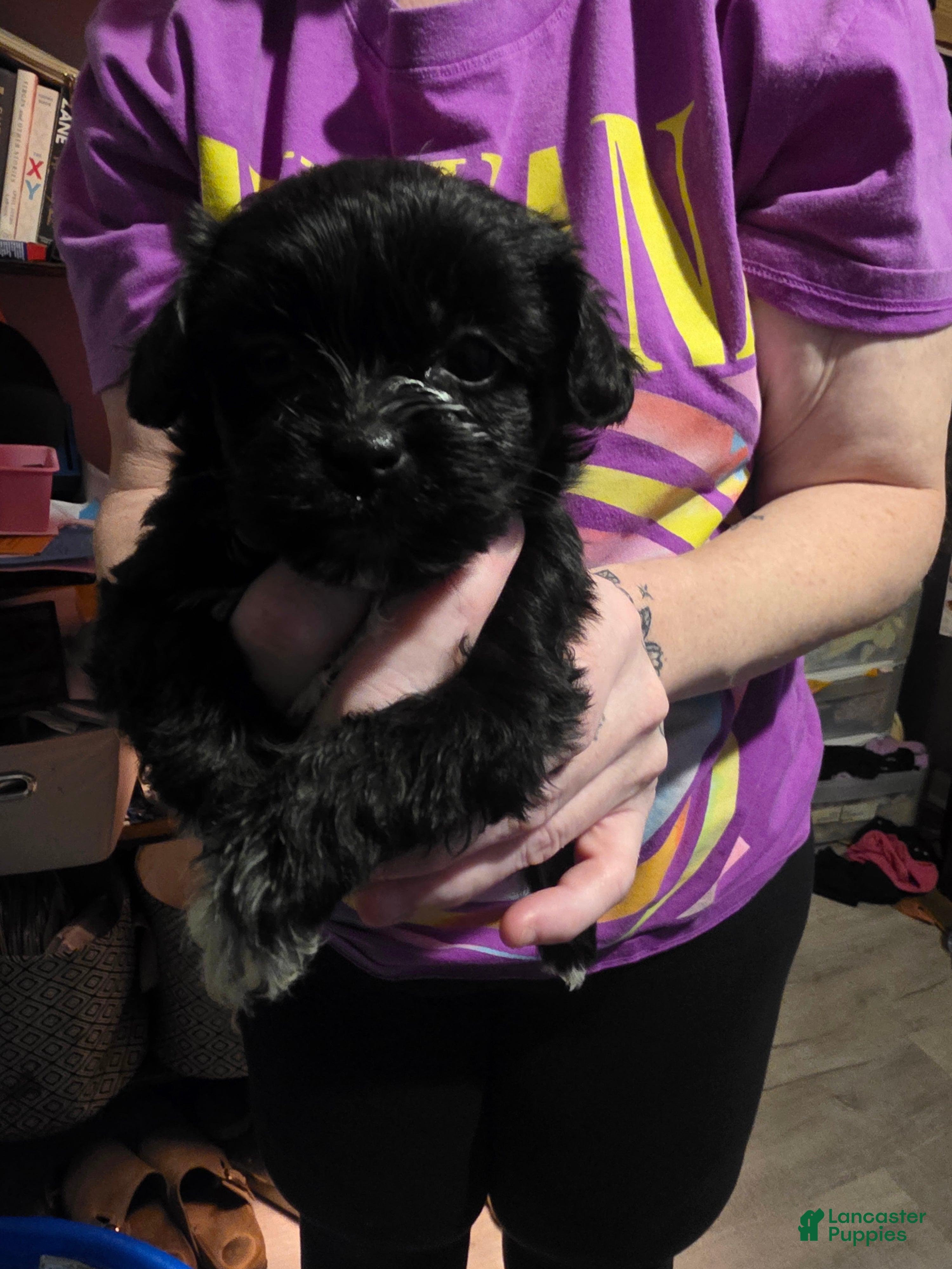 Mixed Breed dogs Mixed Breed 3 - Ad 15