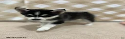 Pomsky dogs for sale: Prince - Ad 3