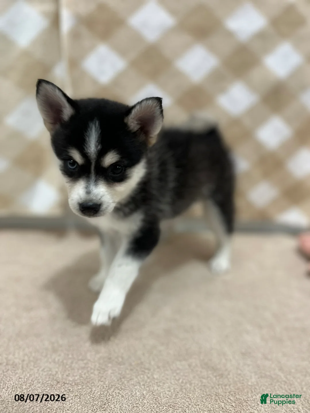 Pomsky dogs for sale: Prince - Ad 3
