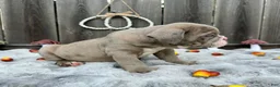 English Bulldog dogs for sale: Maraika - Ad 5