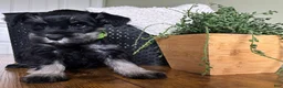 Miniature Schnauzer dogs for sale: Diesel - Ad 4