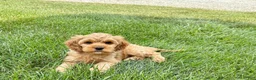 Mixed Breed dogs for sale: Cockapoo/Cavapoo male 1 - Ad 4
