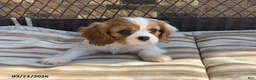 Cavalier King Charles Spaniel dogs for sale: Benny - Ad 2
