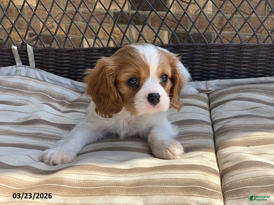 Cavalier King Charles Spaniel dogs for sale: Benny - Ad 2