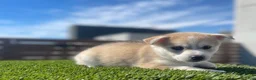 Alaskan Klee Kai dogs for sale: Rhaella - Ad 14