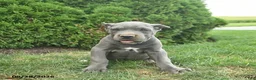 Cane Corso dogs for sale: Larry  - Ad 3