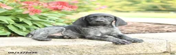 German Shorthaired Pointer dogs for sale: Addy - Ad 5