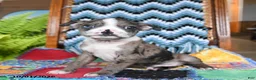Boston Terrier dogs for sale: Hubble - Ad 1